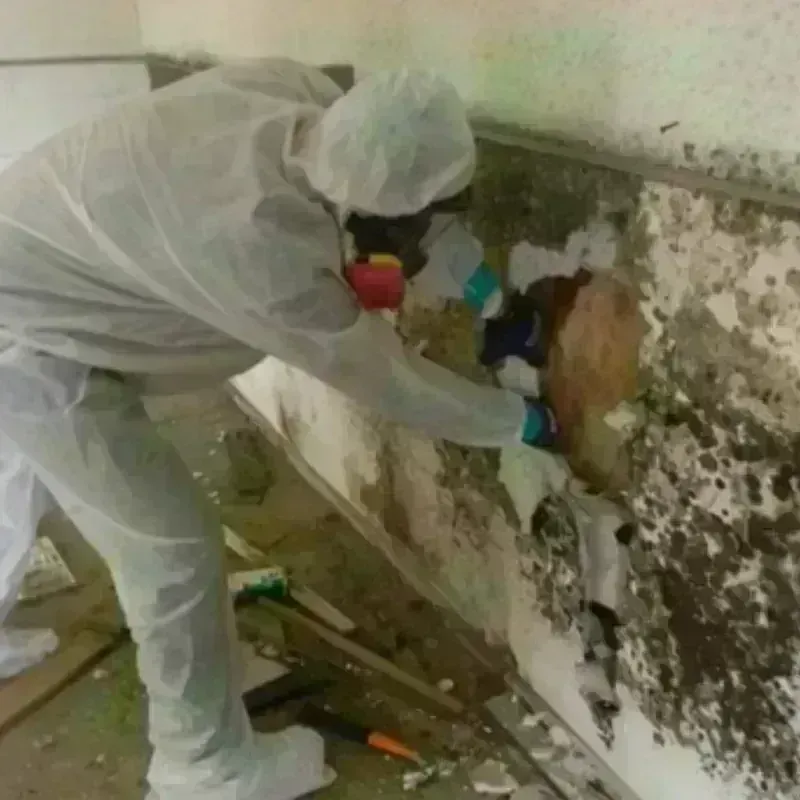 Mold Remediation and Removal in Cupertino, CA